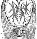 Иллюстрация к "Анатомии" Вальтера Херманна Риффа, Мужская голова со вскрытой полостью больших полушарий головного мозга. 1541 - 197 х 137 мм. Ксилография. Германия.
